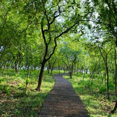 黃栗樹生態美食土菜館張用戶圖片