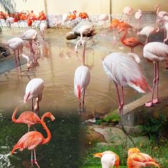 Little Panda Restaurant User Photo