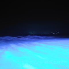 北海银滩皇冠假日酒店·全日餐厅 User Photo