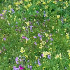 Hot pot of Tibetan User Photo