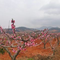 桃花岛农庄 User Photo