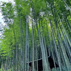 柒月麓山 여행 사진