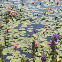 M Stand(麓湖美食岛店) User Photo