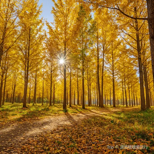 nan cai yin xing yuan