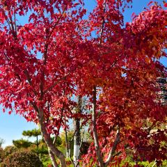 雄安索菲特酒店·锦厨全日餐厅 여행 사진