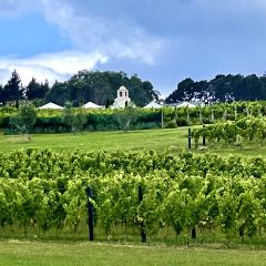 Wild on Waiheke Activities User Photo