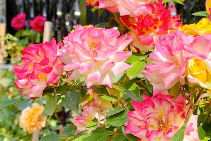 乐事多汉堡(辰华丽都苑店)