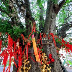 景亢傣旺象莊園張用戶圖片