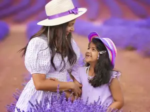Port Arthur Lavender