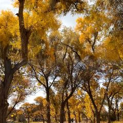 愛樂熱木肉饢烤包子張用戶圖片