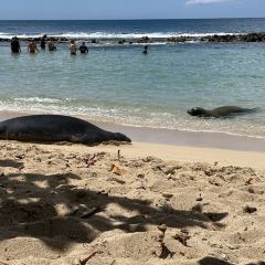 Monkeypod Kitchen by Merriman User Photo