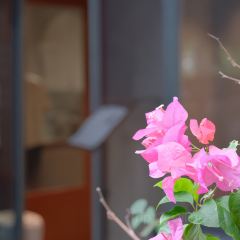 岐香村 User Photo