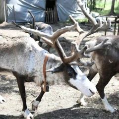 AO LU GU YA User Photo