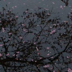 桃咖啡馆 User Photo