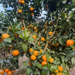 明味生態農莊張用戶圖片