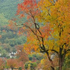 DE YUE LOU User Photo