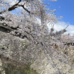 Menchuubo Ajisai Main Branch User Photo