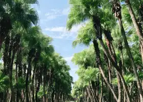 南坦葵林生態濕地公園