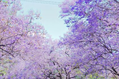 鐵哥妹特色燒烤