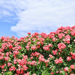 云间花境餐厅 User Photo
