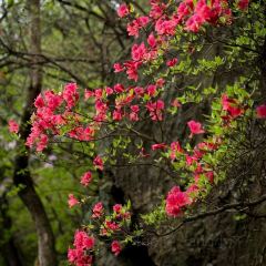 梨园三道菜 User Photo