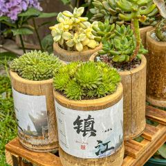 Dingjiyijuezongbu User Photo