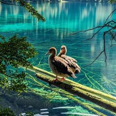 自選王大食堂張用戶圖片