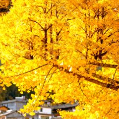 Cun Da Guan User Photo