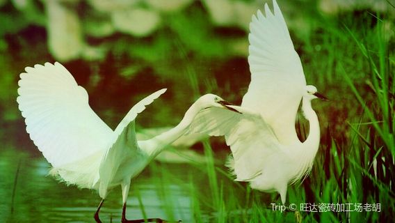 Jiangkou Niaozhou Nature Reserve