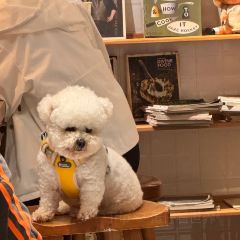 柴犬食堂(元帅路店) User Photo