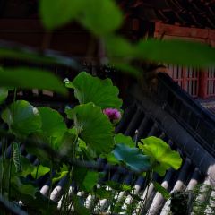 临海小吃老黄炒麻糍(东湖店) User Photo