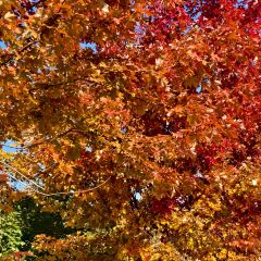 雄安索菲特酒店·锦厨全日餐厅 여행 사진