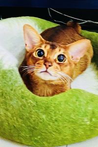 Tudouertalaoniang 香港皇家太平洋酒店優惠