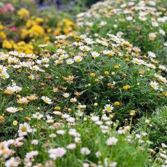 海如的花園張用戶圖片