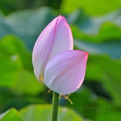 Yijunge (weiduoliya) User Photo