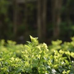 簕韵·簕菜奶茶(锦江国际店) User Photo