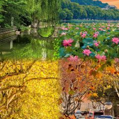 TAIHURENJIA·SUZHECAI User Photo