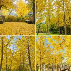 杨记灌肠(食品街店) User Photo