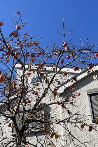 Shiyouweimen 京成米拉瑪麗酒店優惠