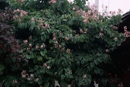 周记祖传汉阳特色棒棒鸡
