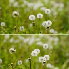 煎茶张血旺总店 User Photo