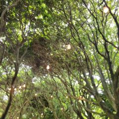 Manor Blanc User Photo