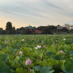 Torie Ueno Hirokoji User Photo