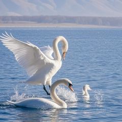 AWU YELLOW RIVER COMMON CARP 여행 사진