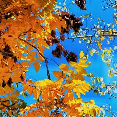 Jinmenzhangjibaozipu (huachangdao) User Photo