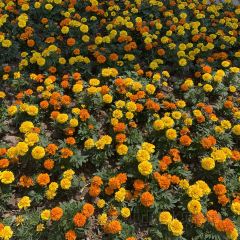 桂庭院农家乐 User Photo