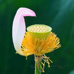 Yijunge (weiduoliya) User Photo