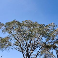 레이크 나이바샤 컨트리 클럽 여행 사진