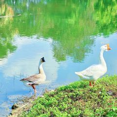 Bella Goose Cafe on the Pond User Photo