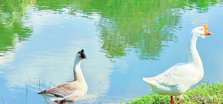 Bella Goose Cafe on the Pond